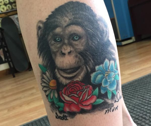 20 melhor ideia de Chimpanzé  macacos, primatas, tatuagens de macaco