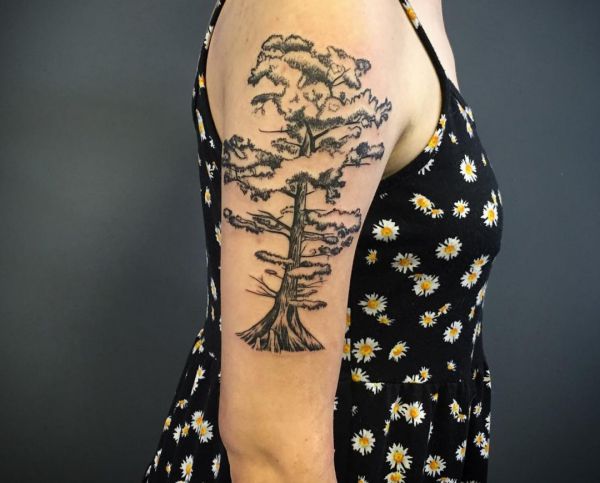 Árvore de cipreste no braço 