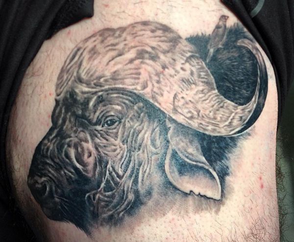 Design de tatuagem de búfalo Kaffir no quadril 