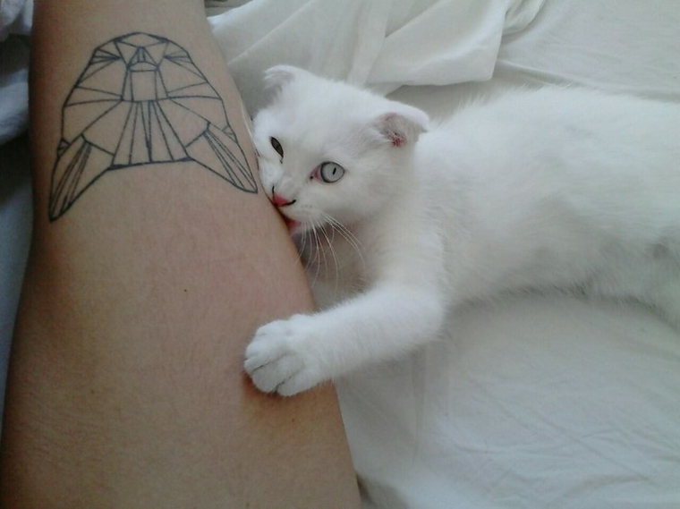 tatuagens de gato 